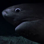 まるでパニック映画！暗闇の海底でサメの攻撃に遭うドキュメンタリー映像