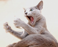 「た、たまがニャい！！」去勢手術で睾丸がないことに気付いた猫さん、絶妙な表情で反応ｗ