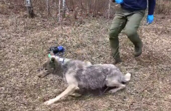 野生のオオカミを捕獲、カメラ装着で解放＆生態に密着した主観映像