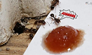 「Ahhhhhh！！」アリが苦手なものを巣の前に置いたときの反応が斜め上だったｗ